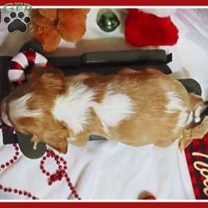 BonBon, Cavalier King Charles Spaniel Puppy